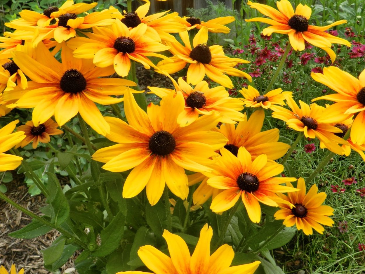 Семена рудбекия зеленоглазка*