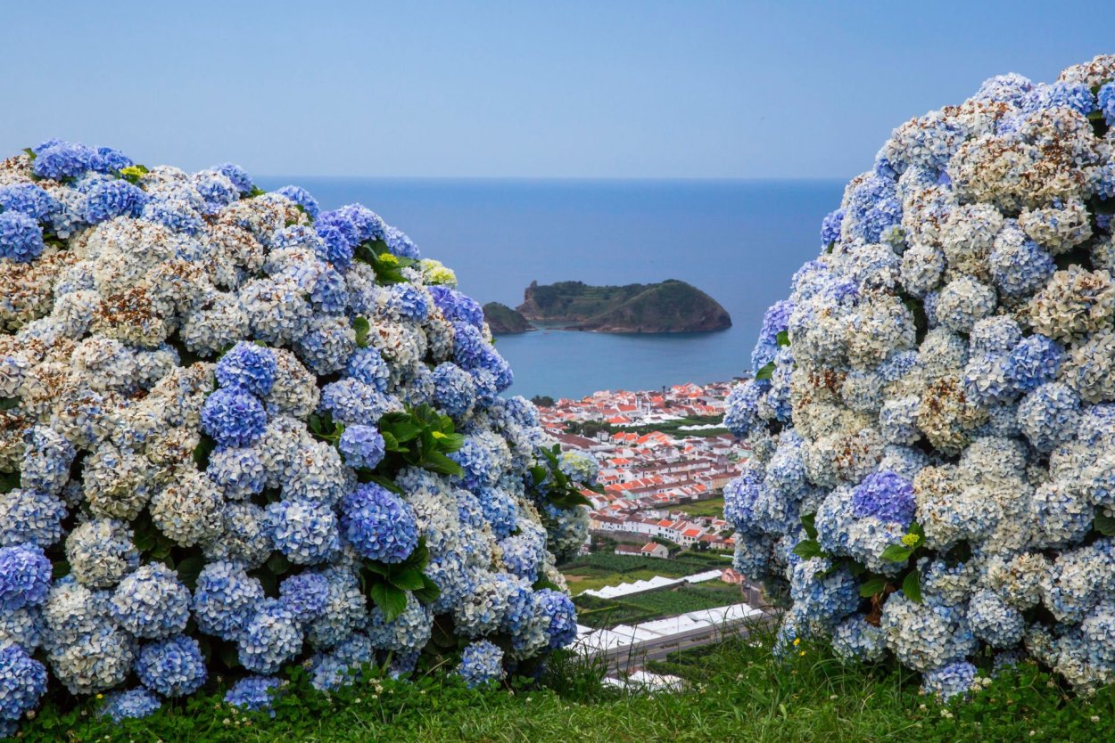 Гортензия Роуз Блю