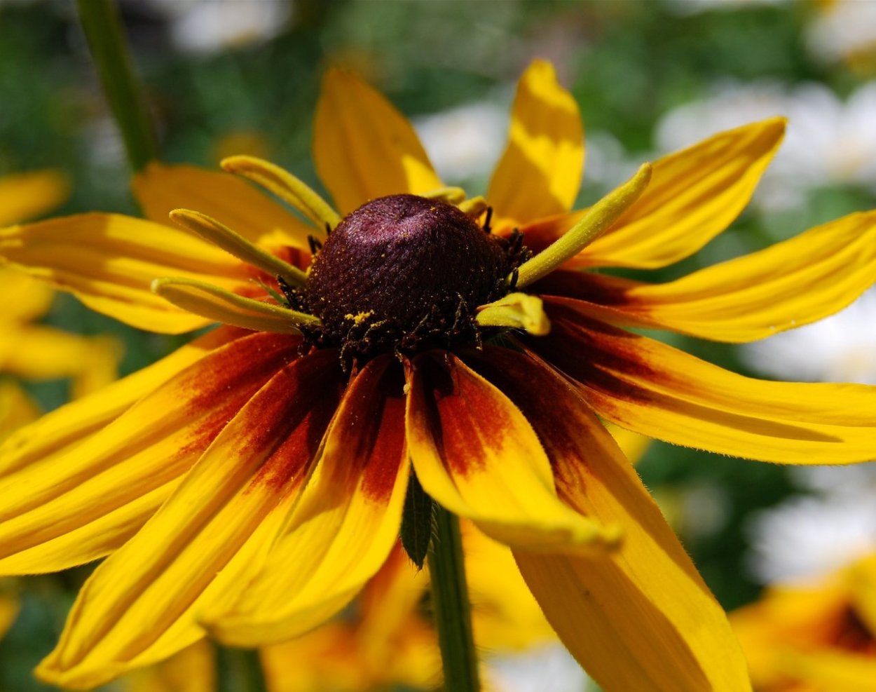 Рудбекия прекрасная