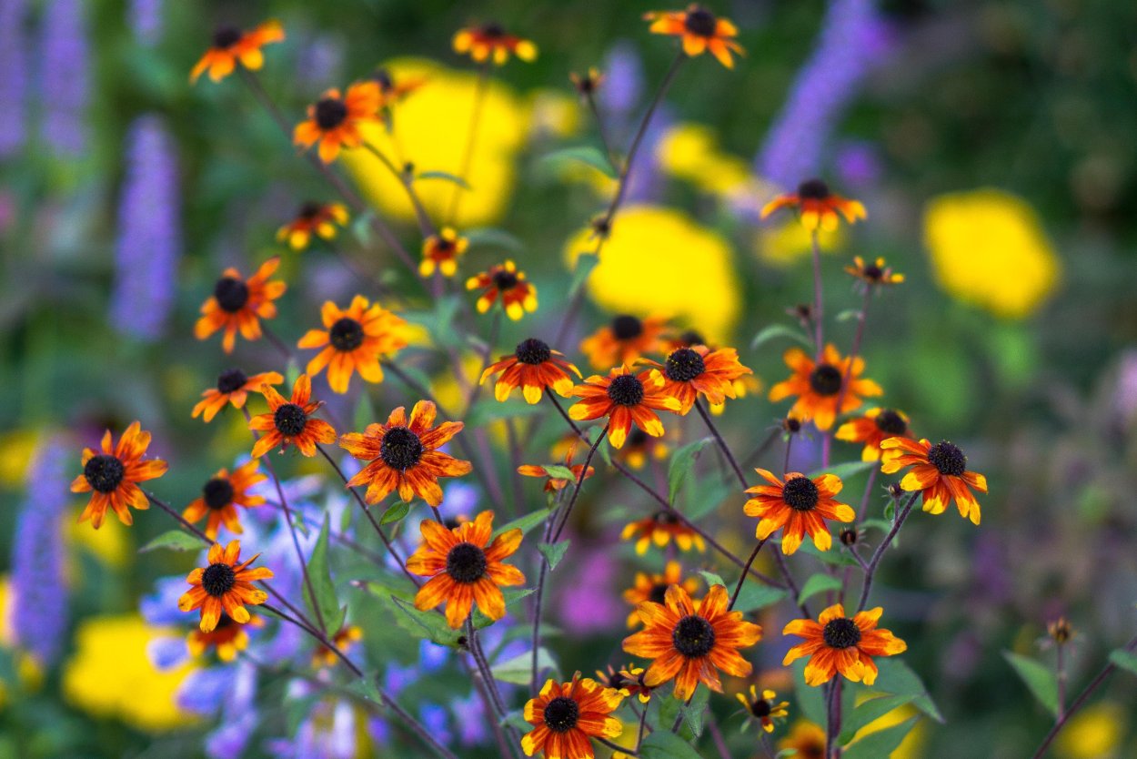 Рудбекия трехлопастная Prairie Glow