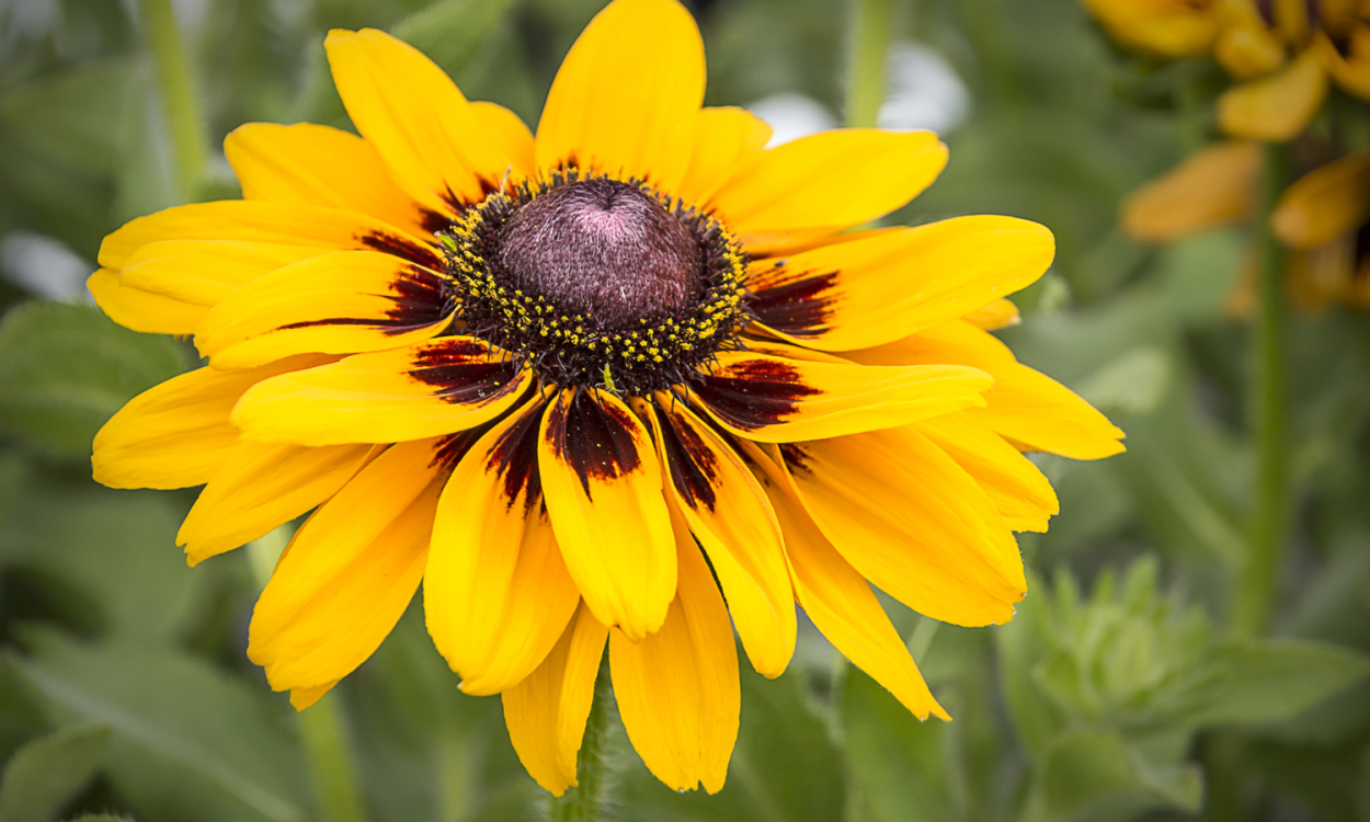 Желтый цветок с темным центром