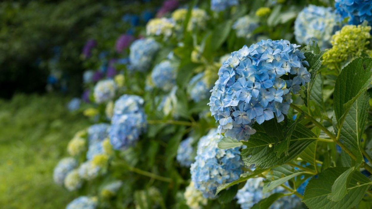 Гортензия крупнолистная Геркулес