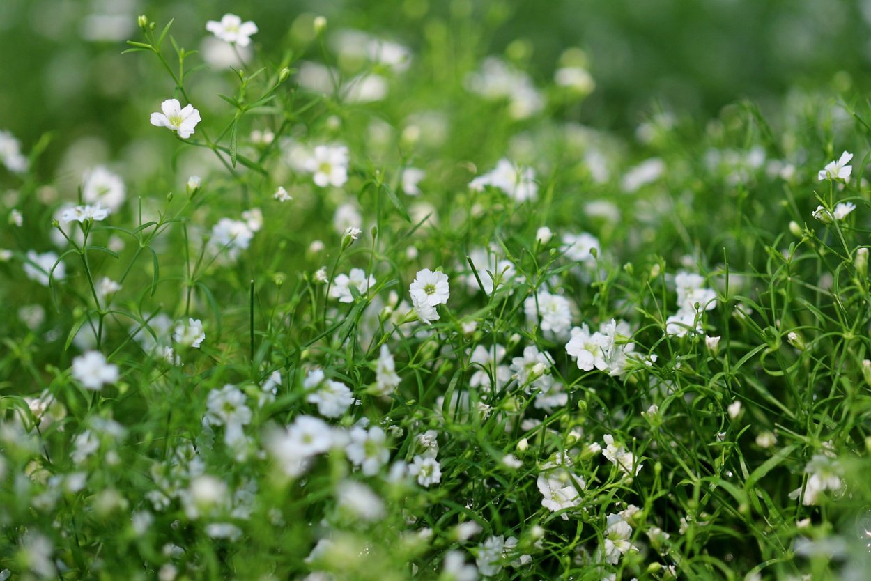 Мелкие беленькие цветочки полевые