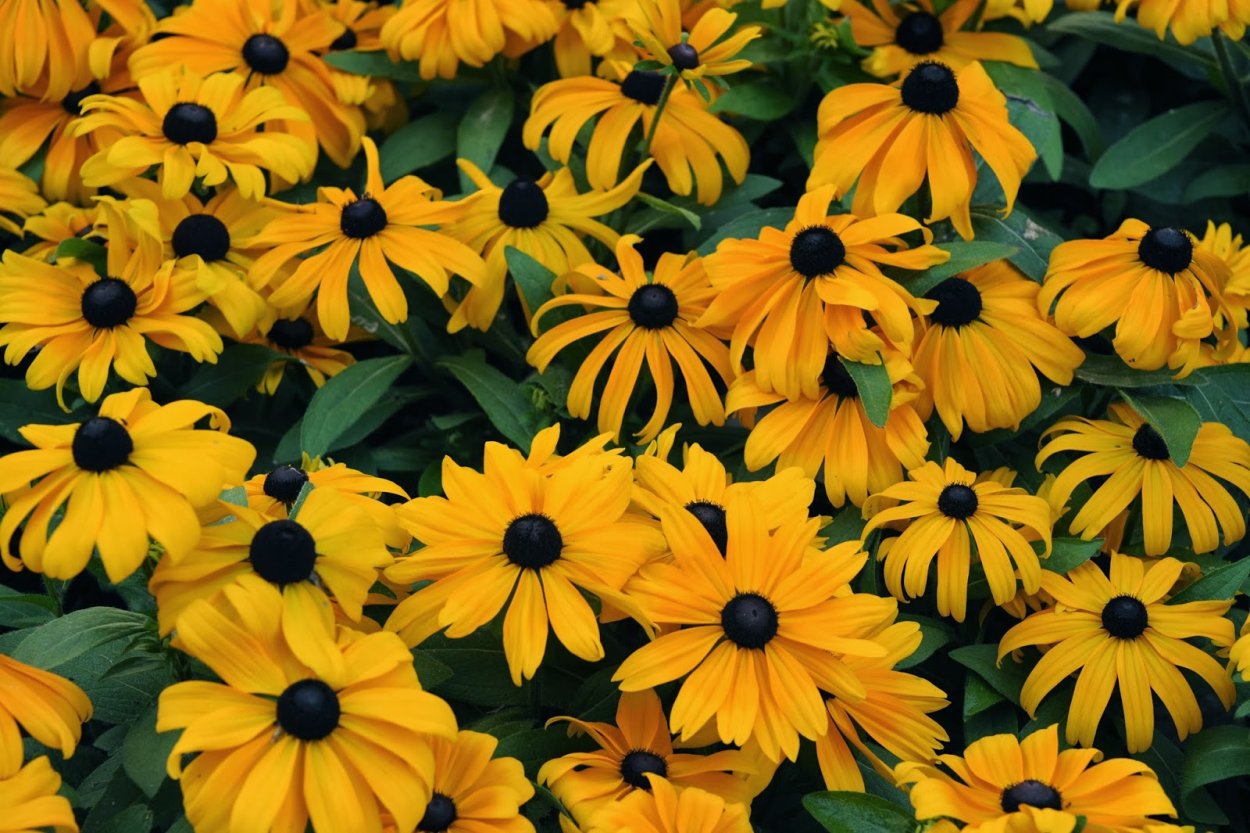 Рудбекия волосистая 'Бекки', желтая