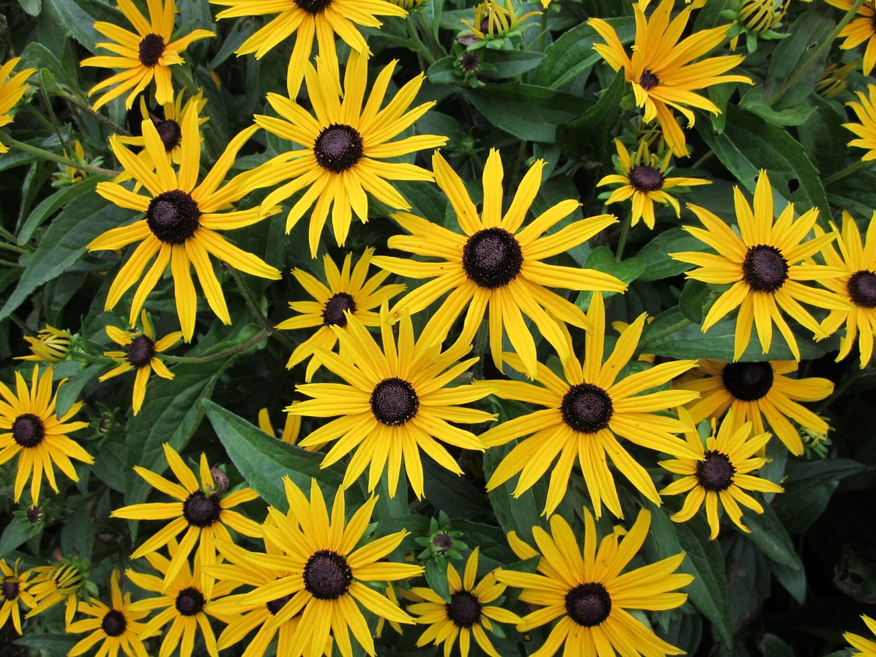 Рудбекия блестящая Goldsturm