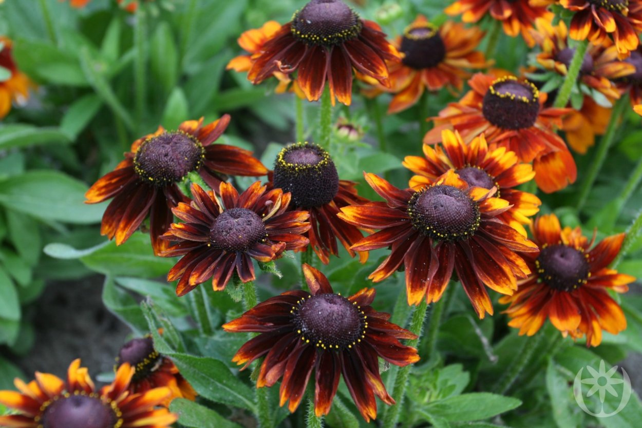Рудбекия волосистая блэкайдсюзан