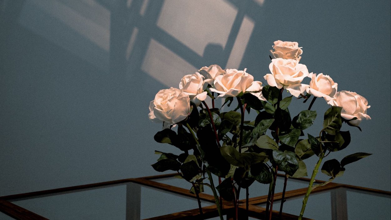 Розы Эстетика