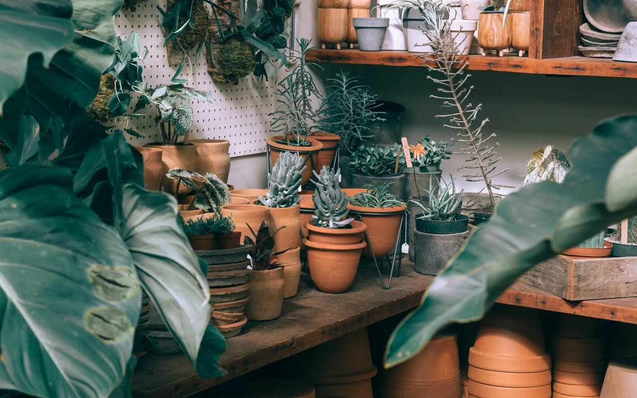 Растения в горшках Эстетика