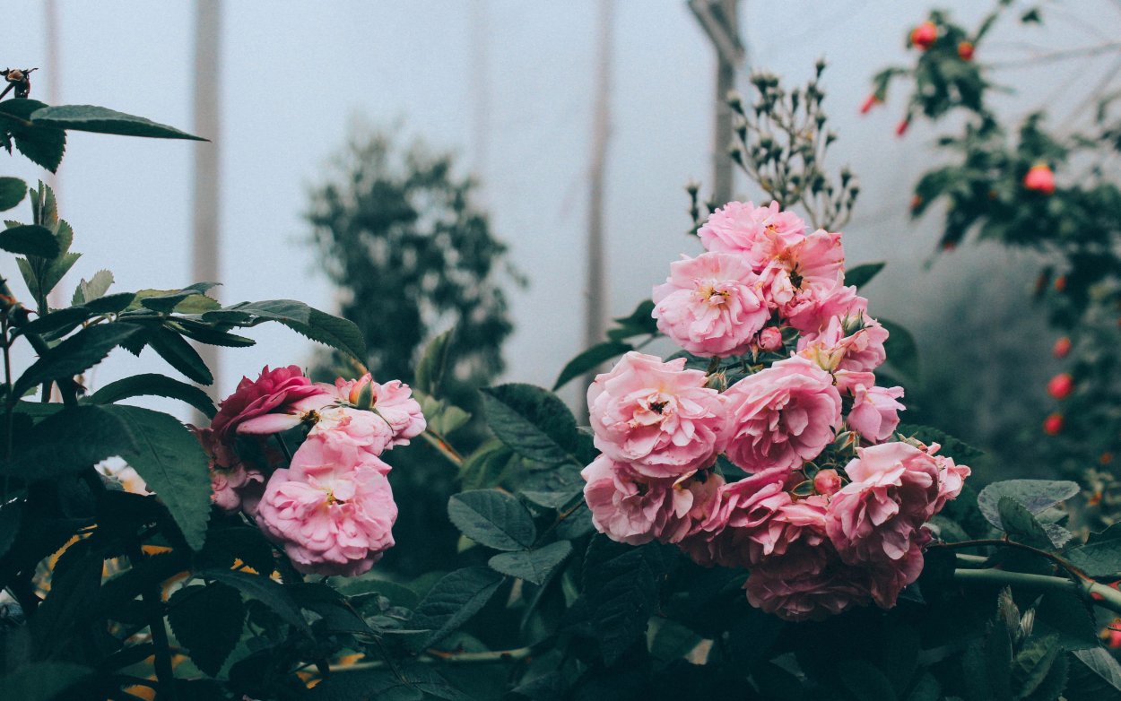 Оранжерея пионы