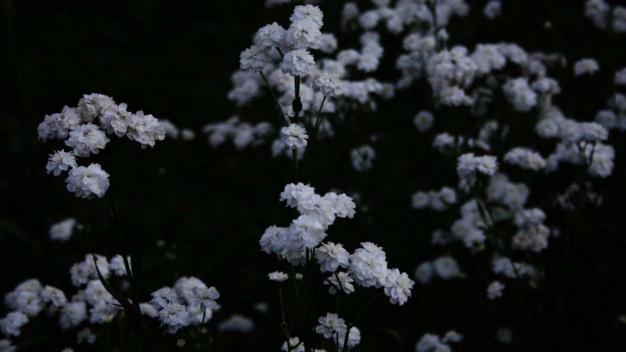 Эстетика белого цвета