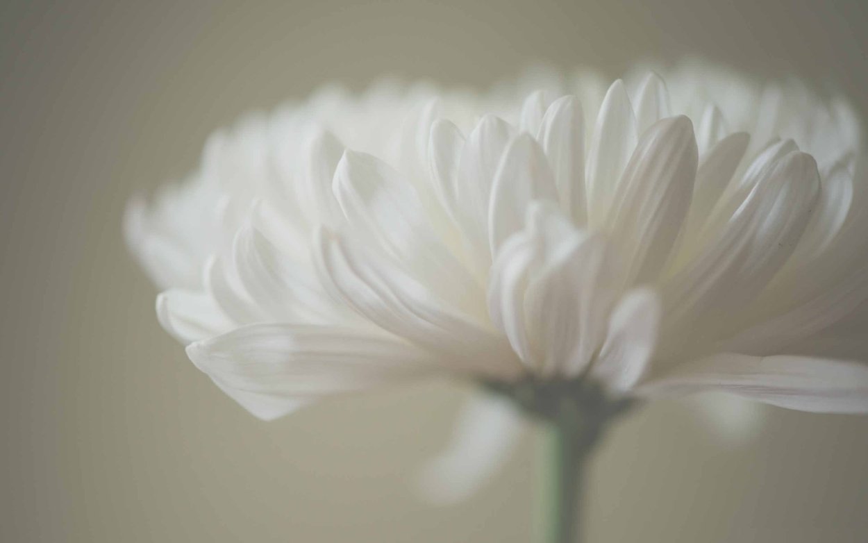 Светло серые цветы