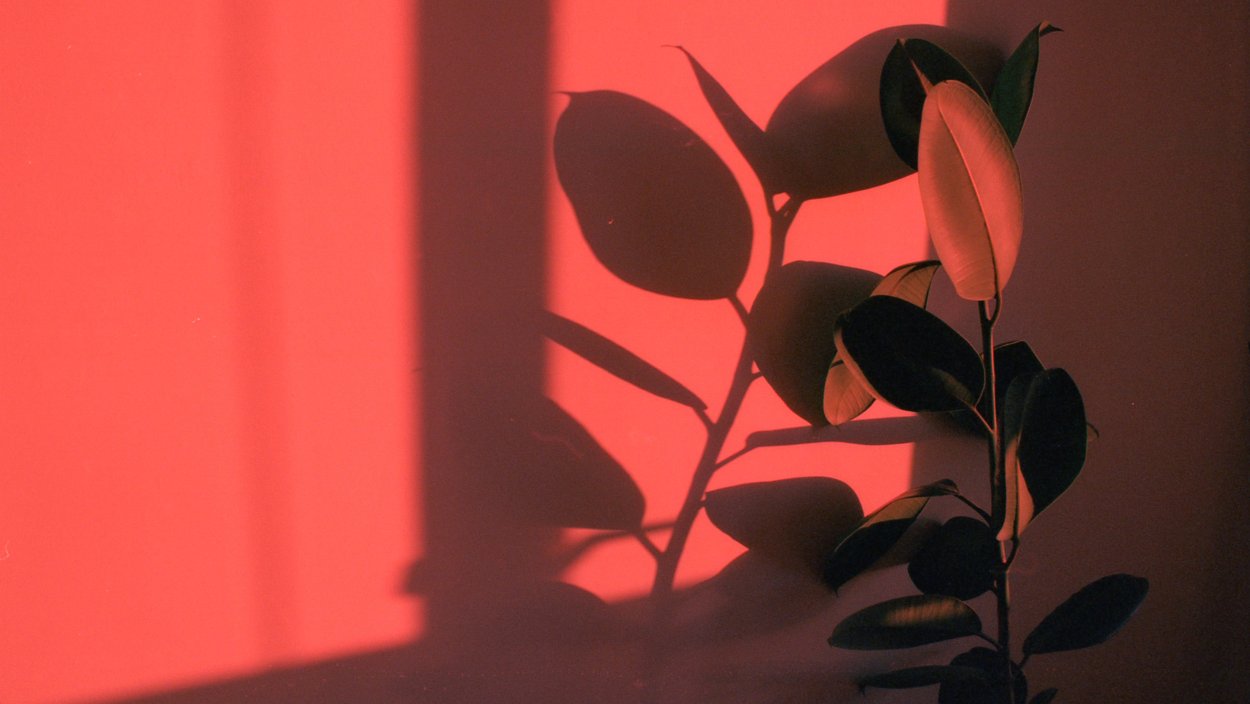 Тень от цветов