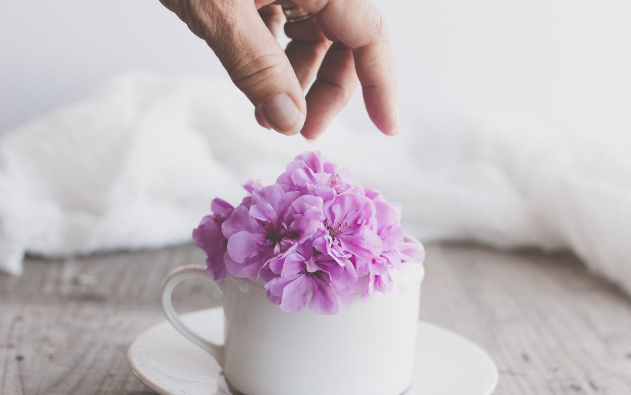 Обои на рабочий стол Эстетика цветы