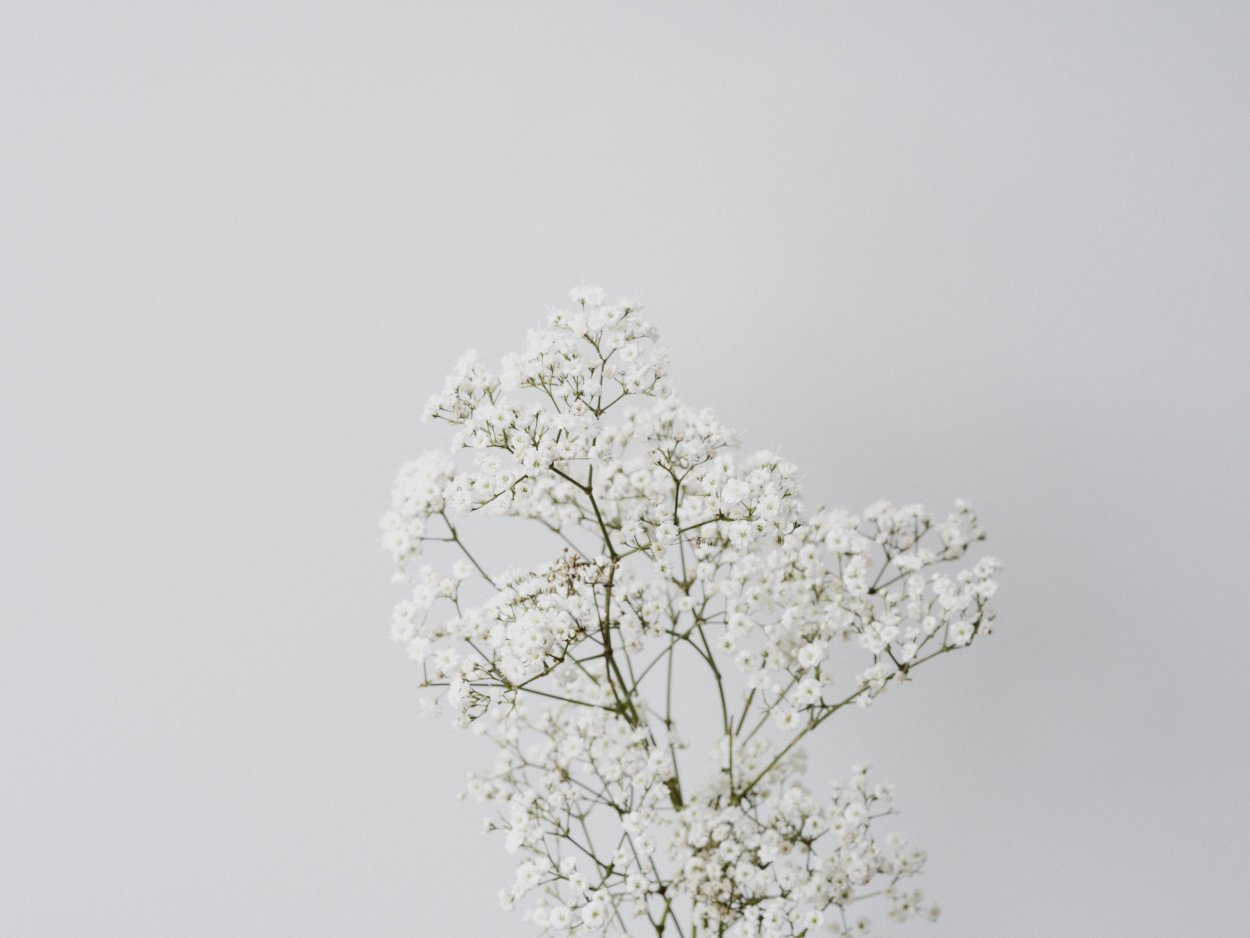 Цветы Минимализм