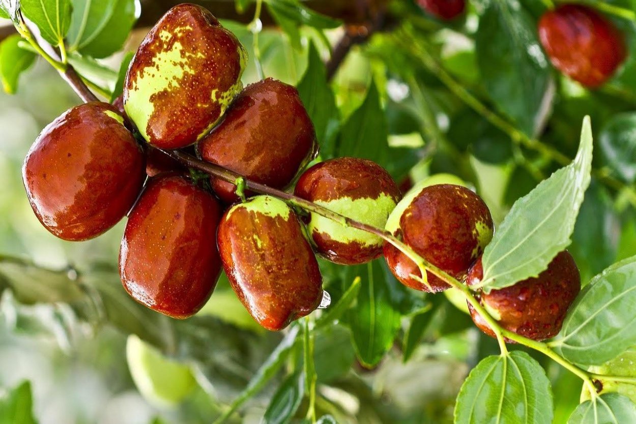 Жимолость съедобная Камчадалка