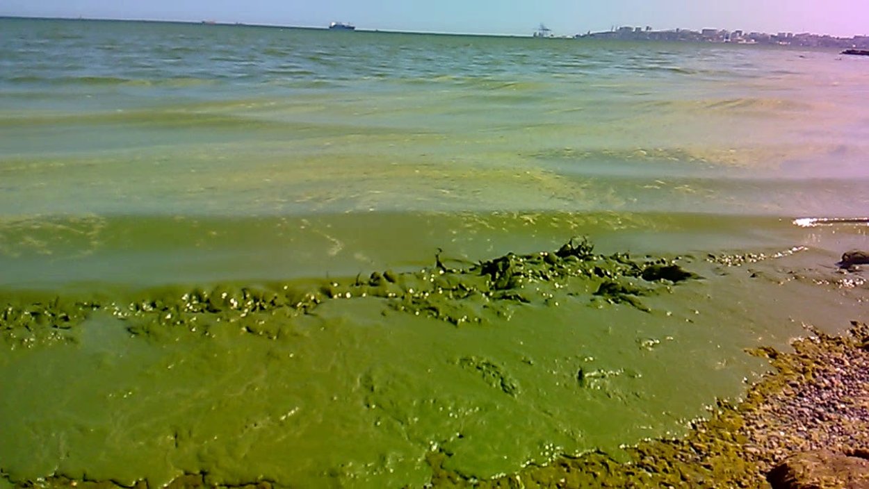 Морские зеленые водоросли спирогира