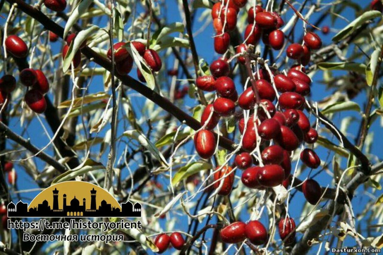 Лох серебристый (Elaeagnus commutata)