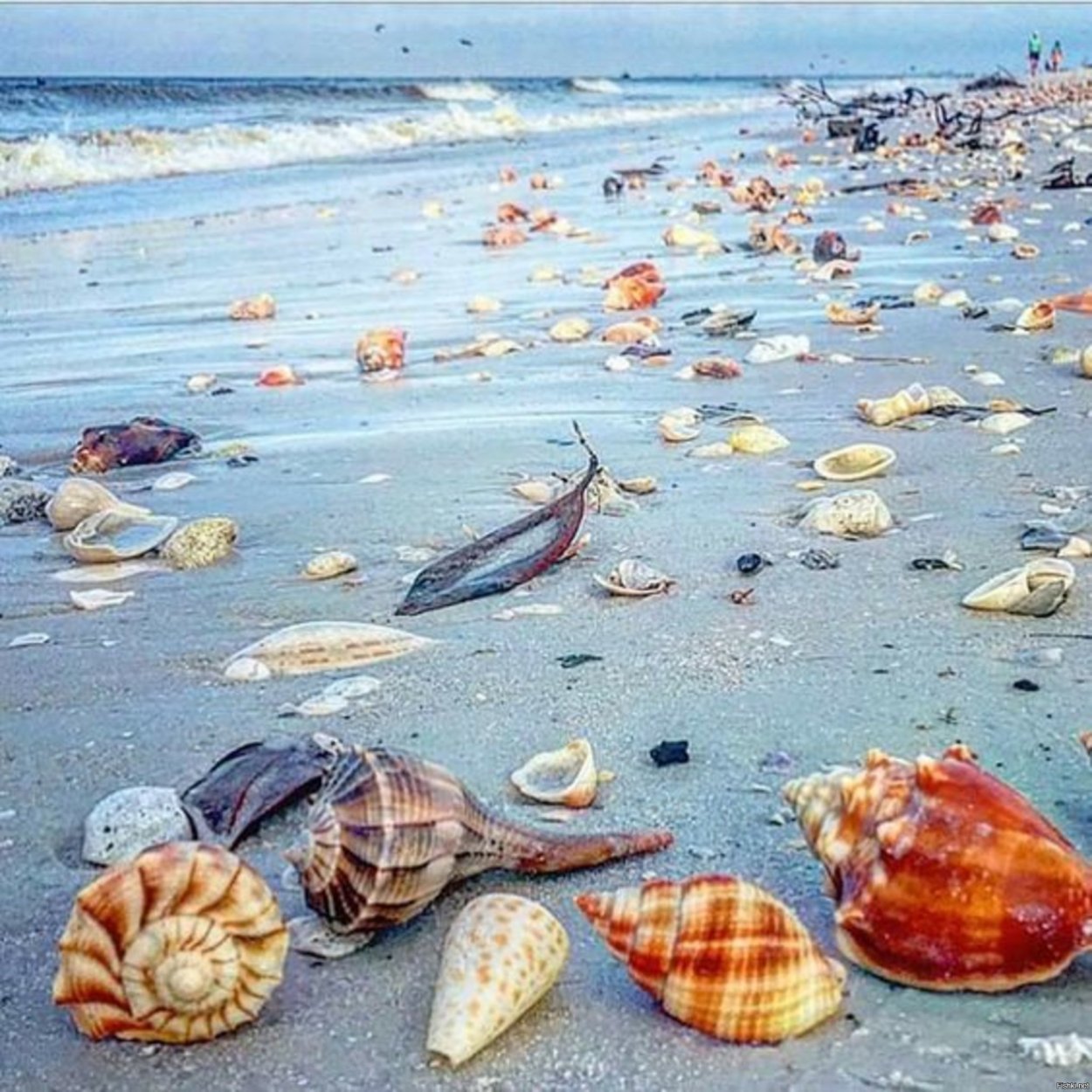 Чмек водоросли