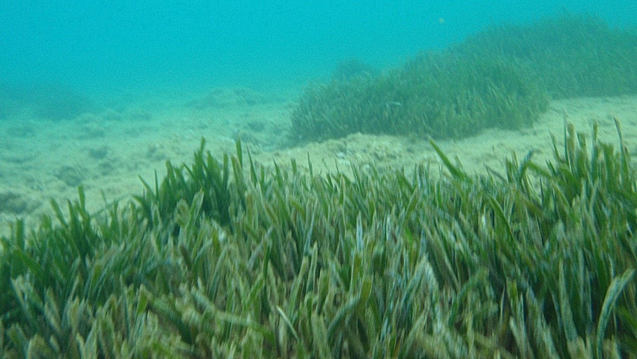 Морские водоросли черного моря