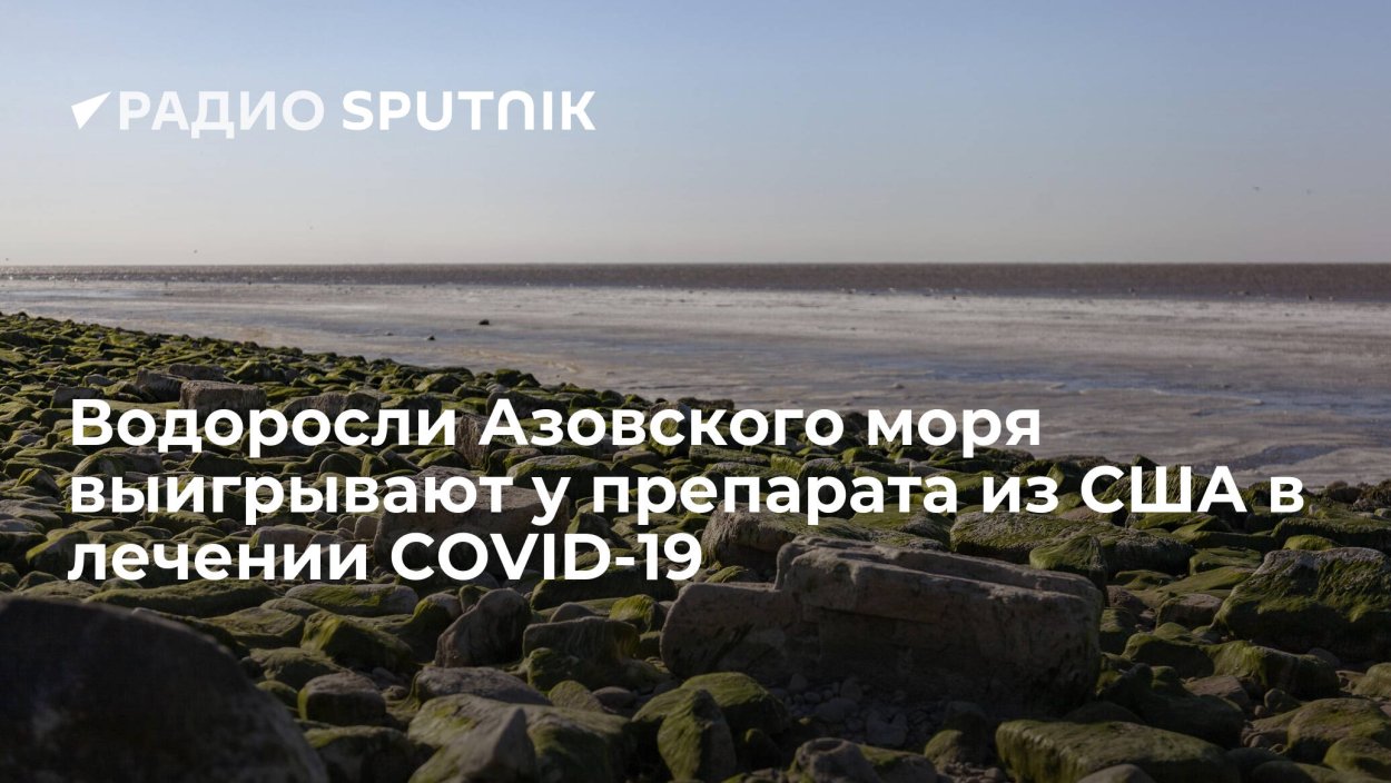 Зеленые водоросли Азовского моря