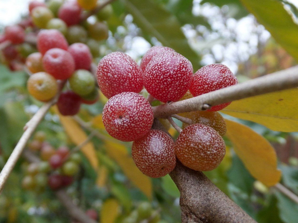 Лох серебристый (Elaeagnus argentea)