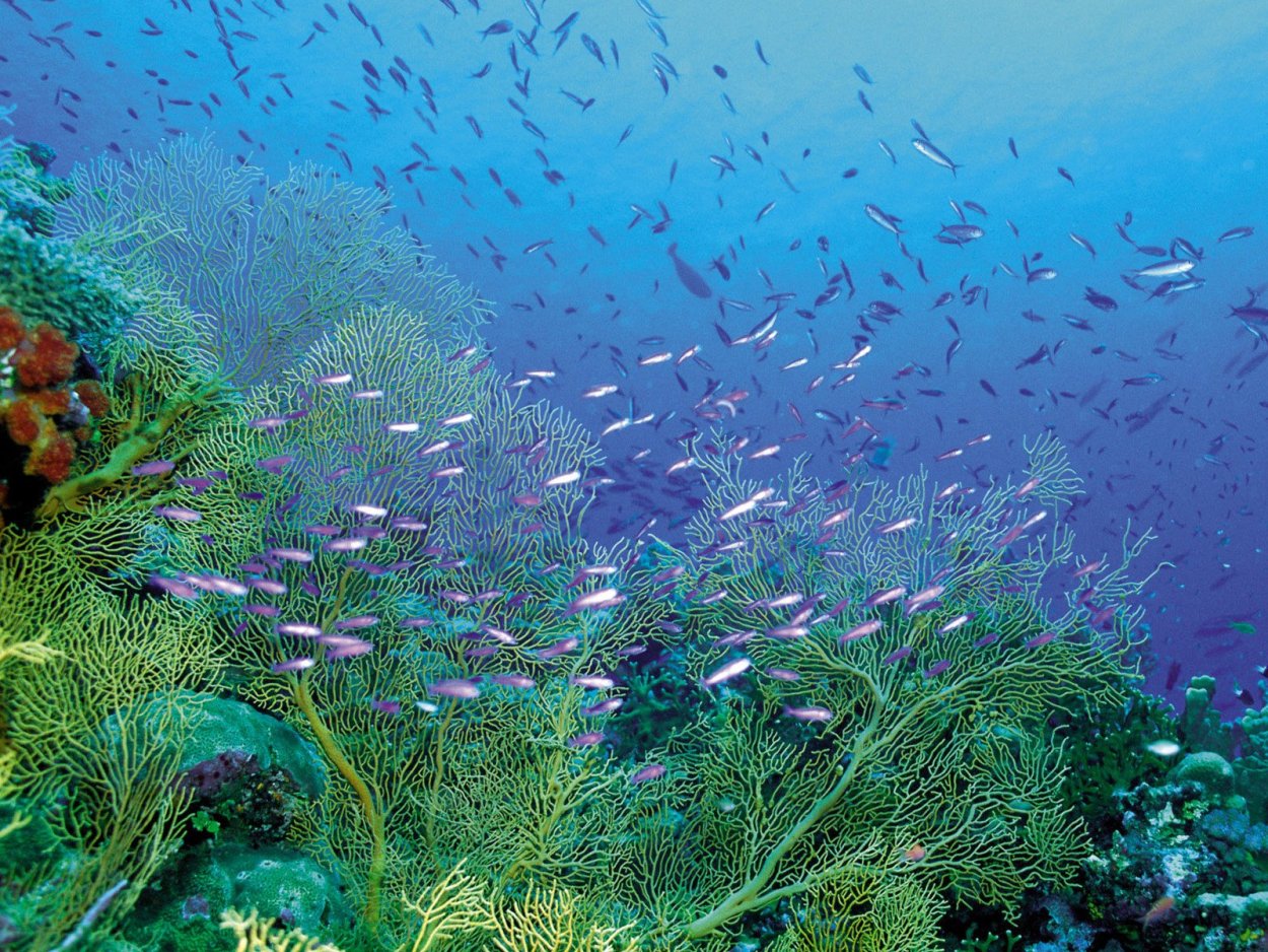 Флора Северного Ледовитого океана