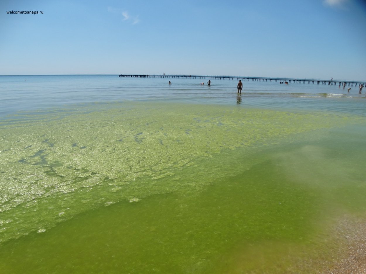 Морские коньки Саргассова моря