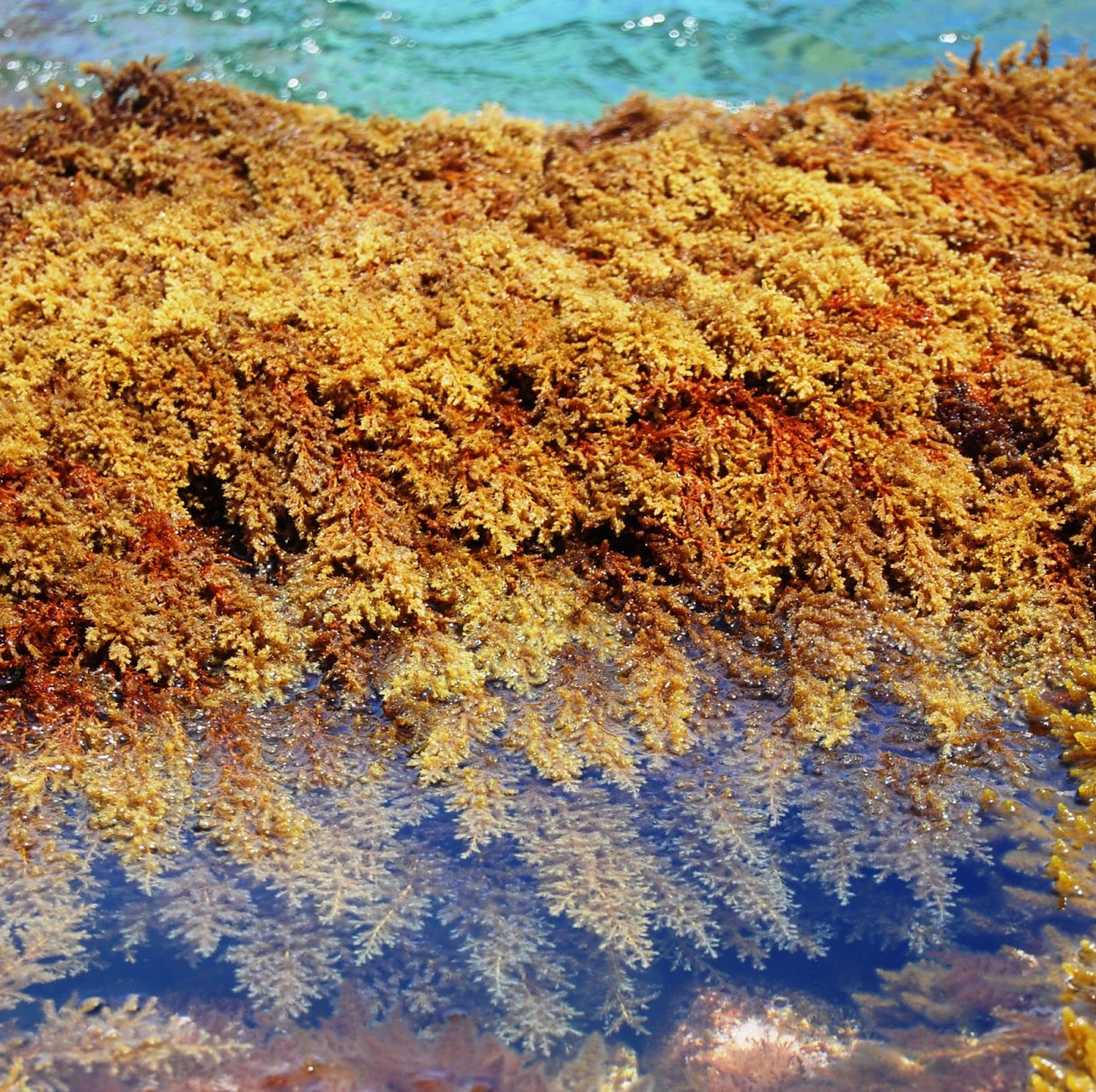 Водоросли белого моря фукус