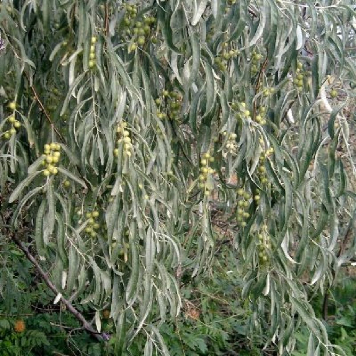 Лох серебристый (Elaeagnus commutata)