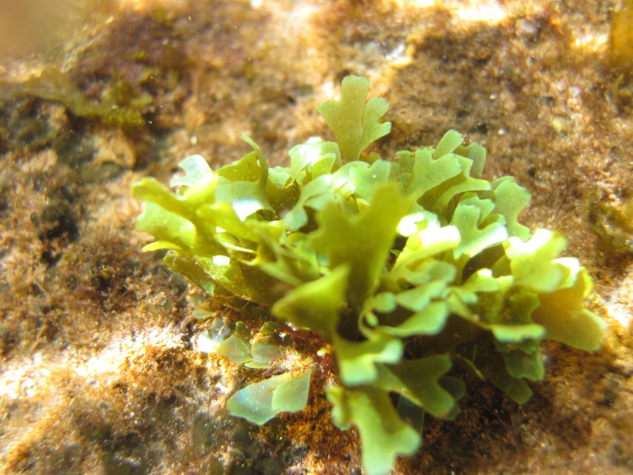 Cryptotora thamicola