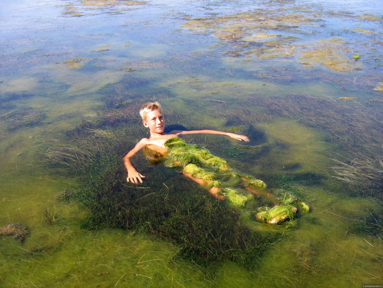 Морские водоросли Эстетика