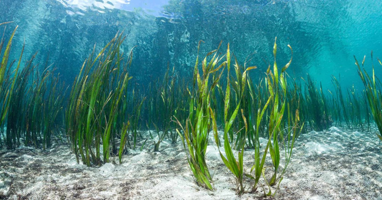 Водоросли азовского моря