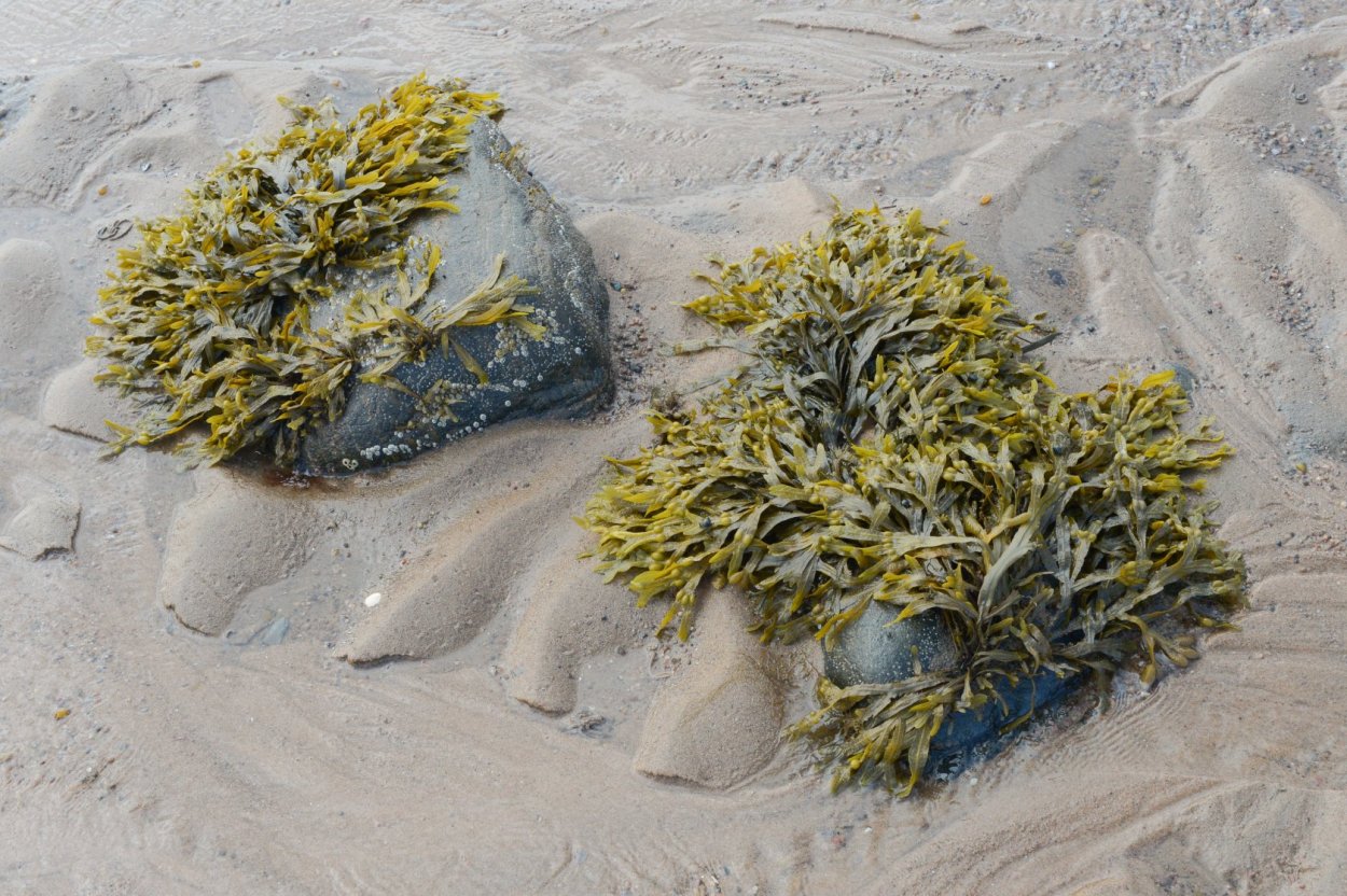 Эвтрофикация воды черного моря