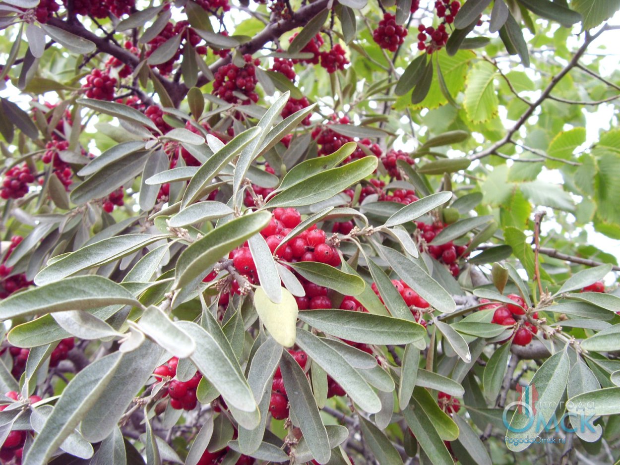 Финик унаби Зизифус