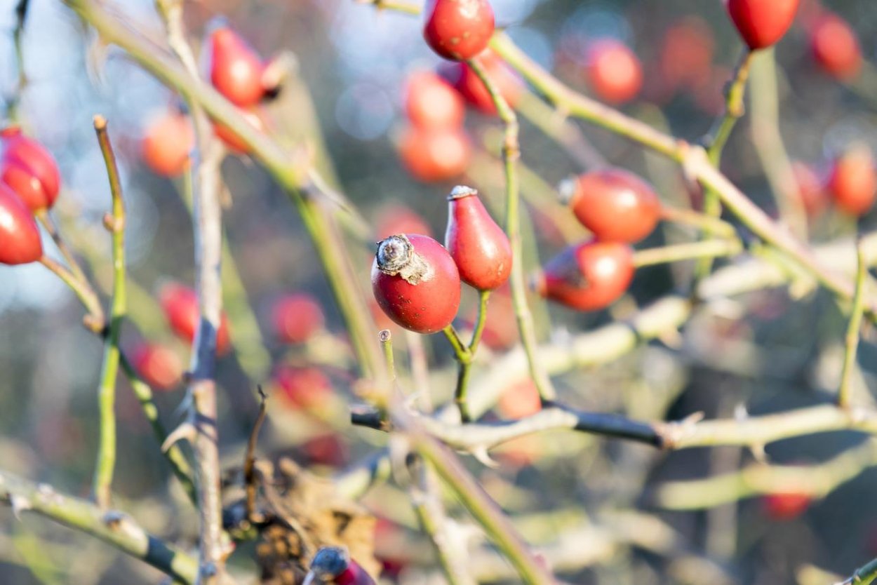 Лох узколистный (Дикая маслина)