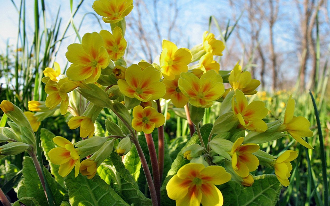 Энотера миссурийская Золотая