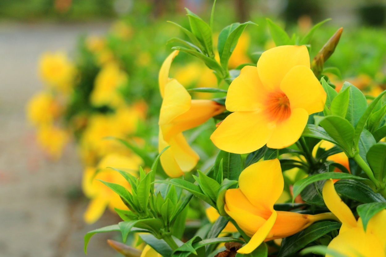 Желтые высокие цветы многолетники золотые шары