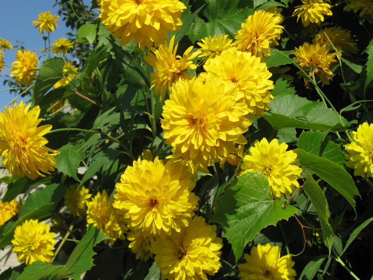 Желтые ромашки многолетники