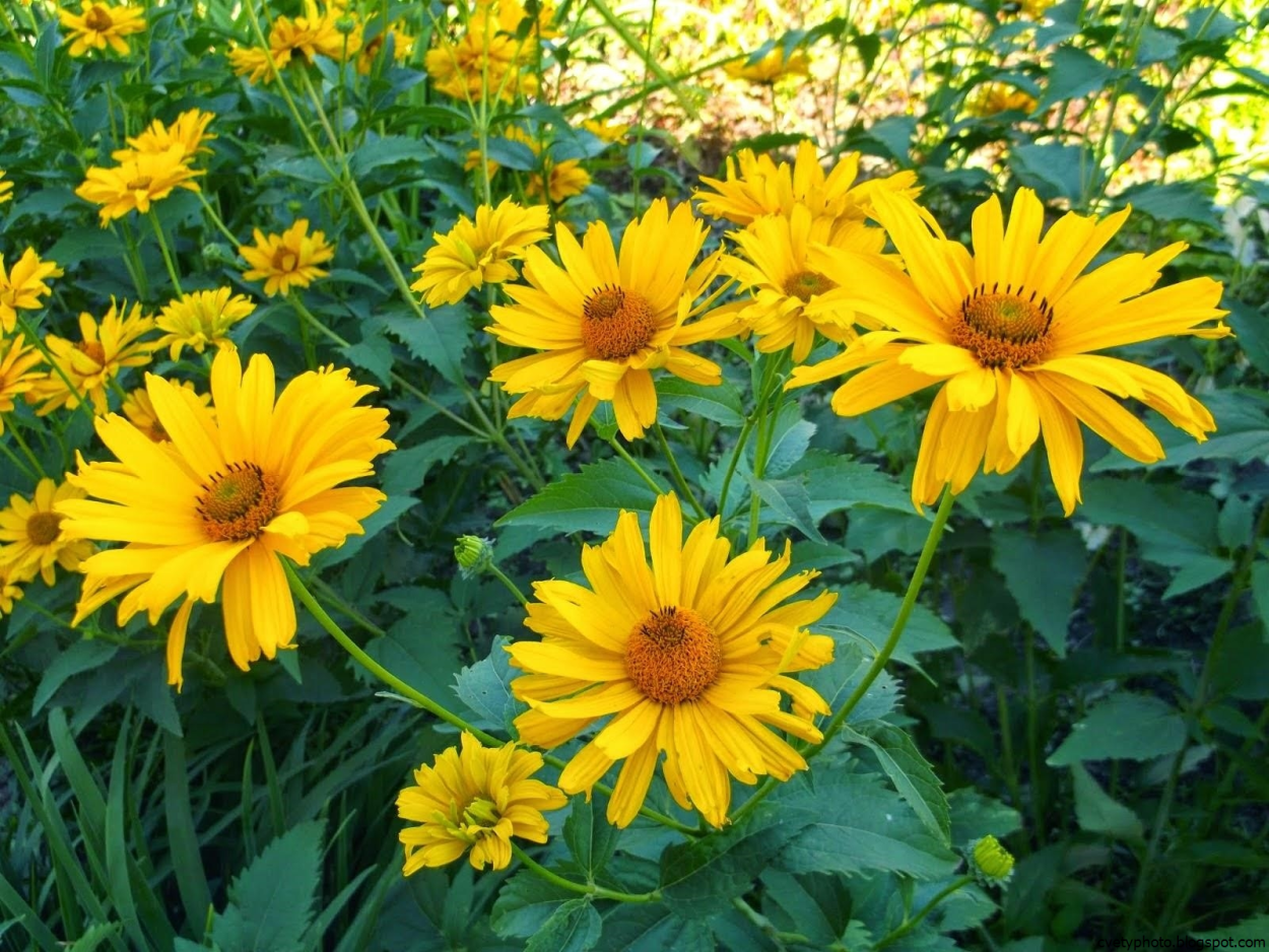 Рудбекия золотой шар