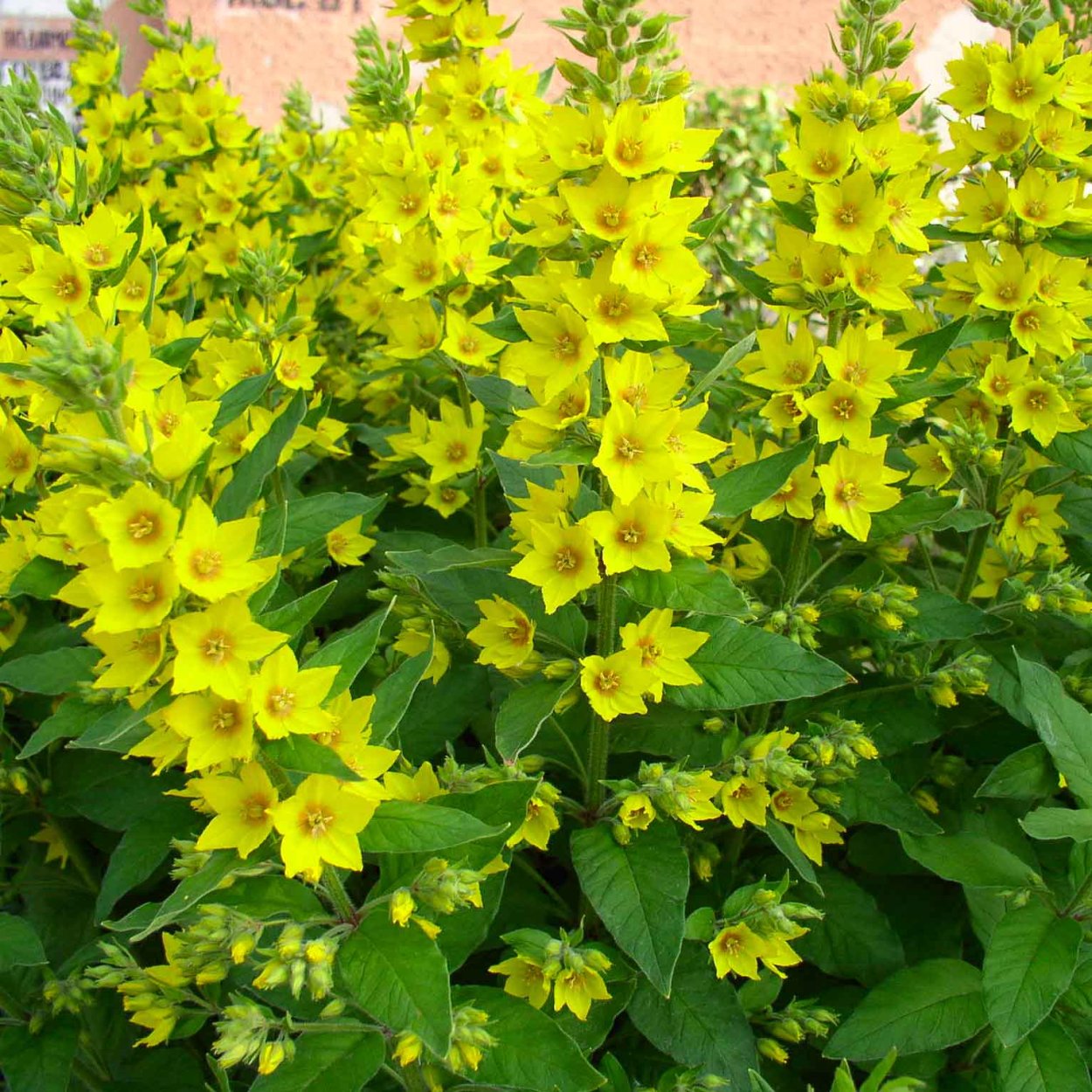 Рудбекия рассеченная Голдкелль