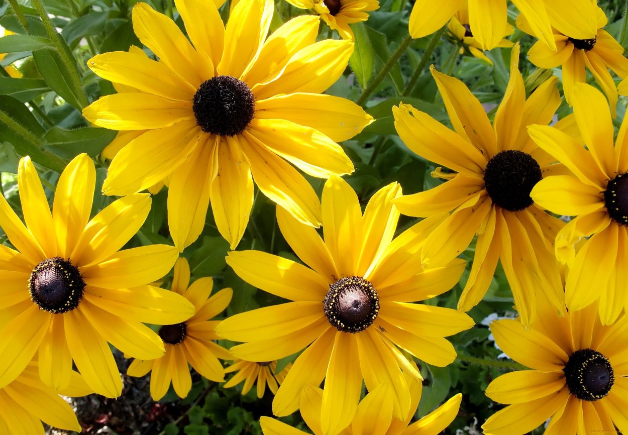 Рудбекия рассеченная золотой шар