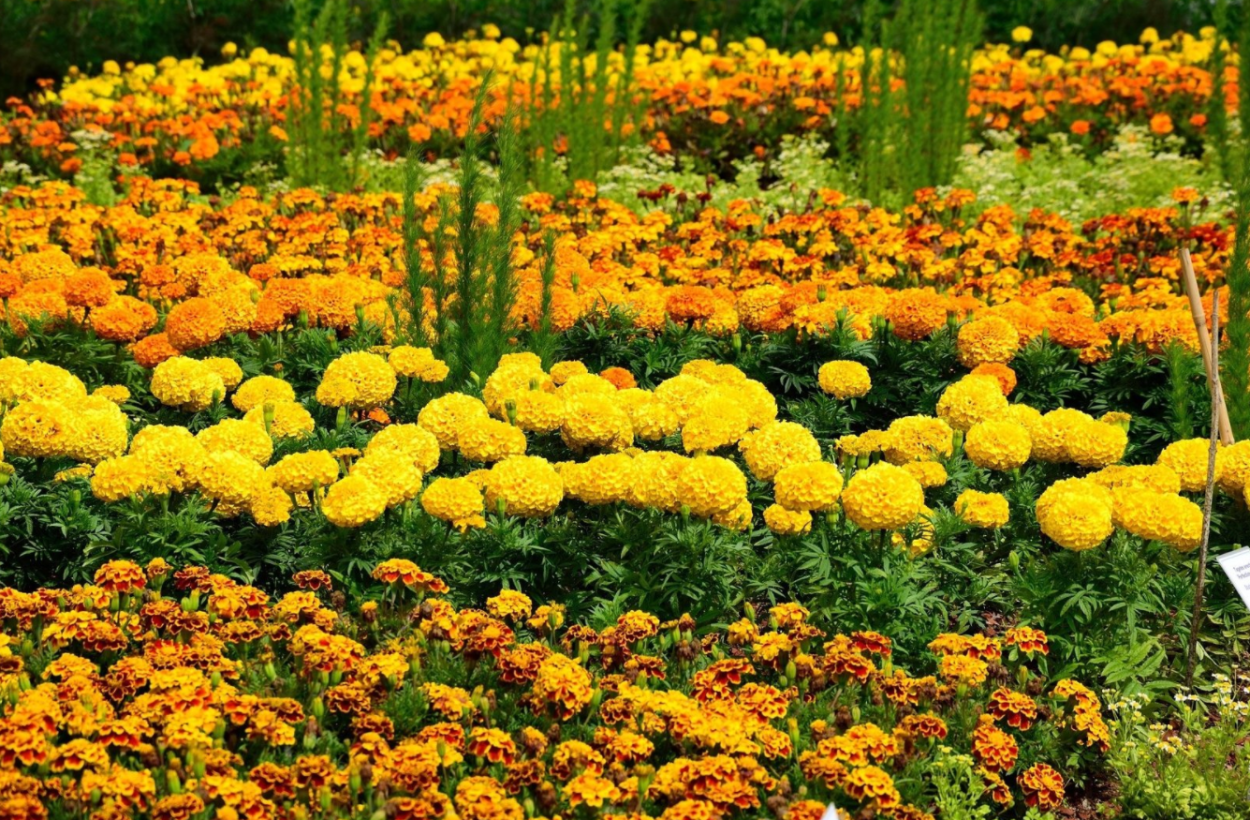 Рудбекия тото Золотая