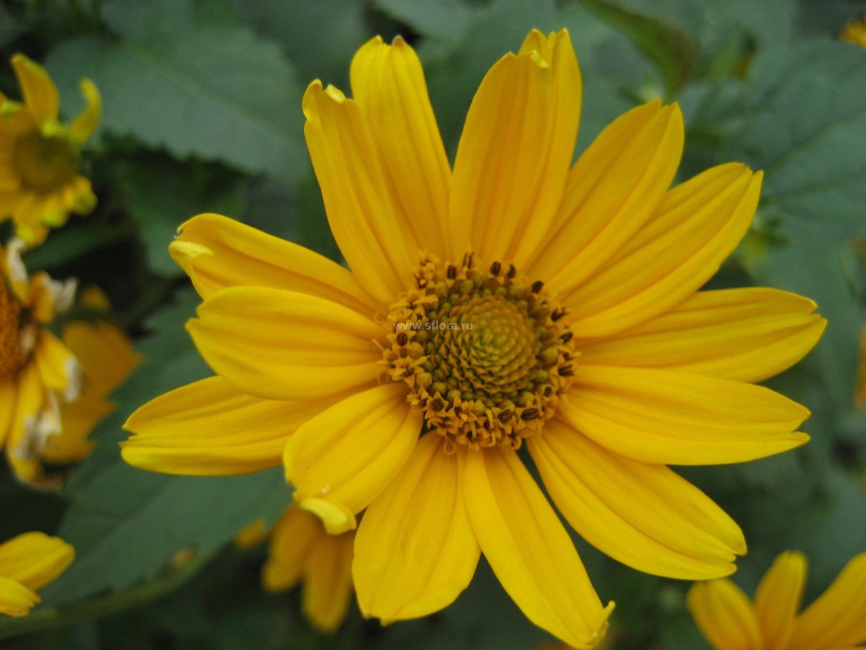 Энотера четырехугольная