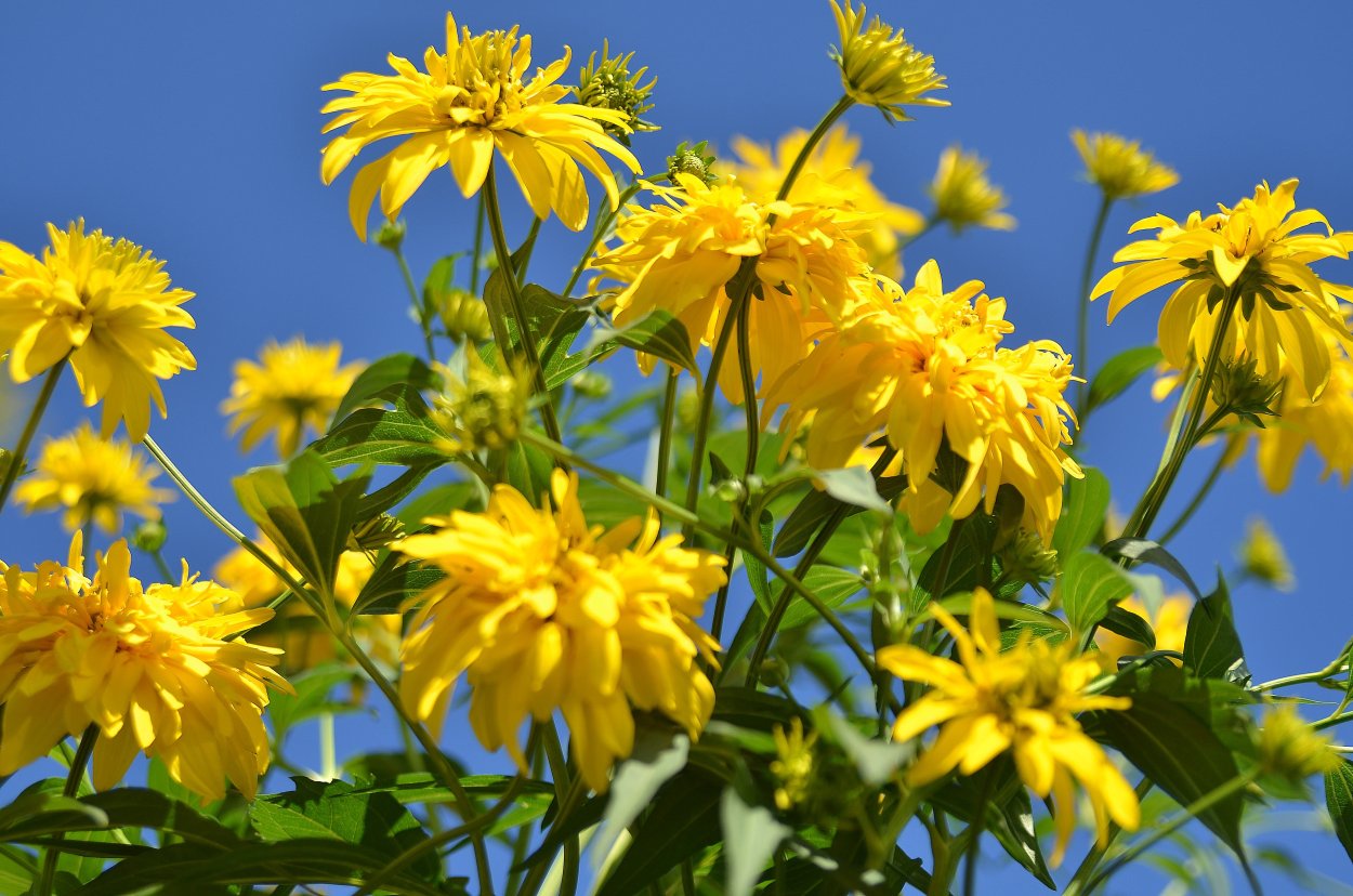 Виола Примроуз