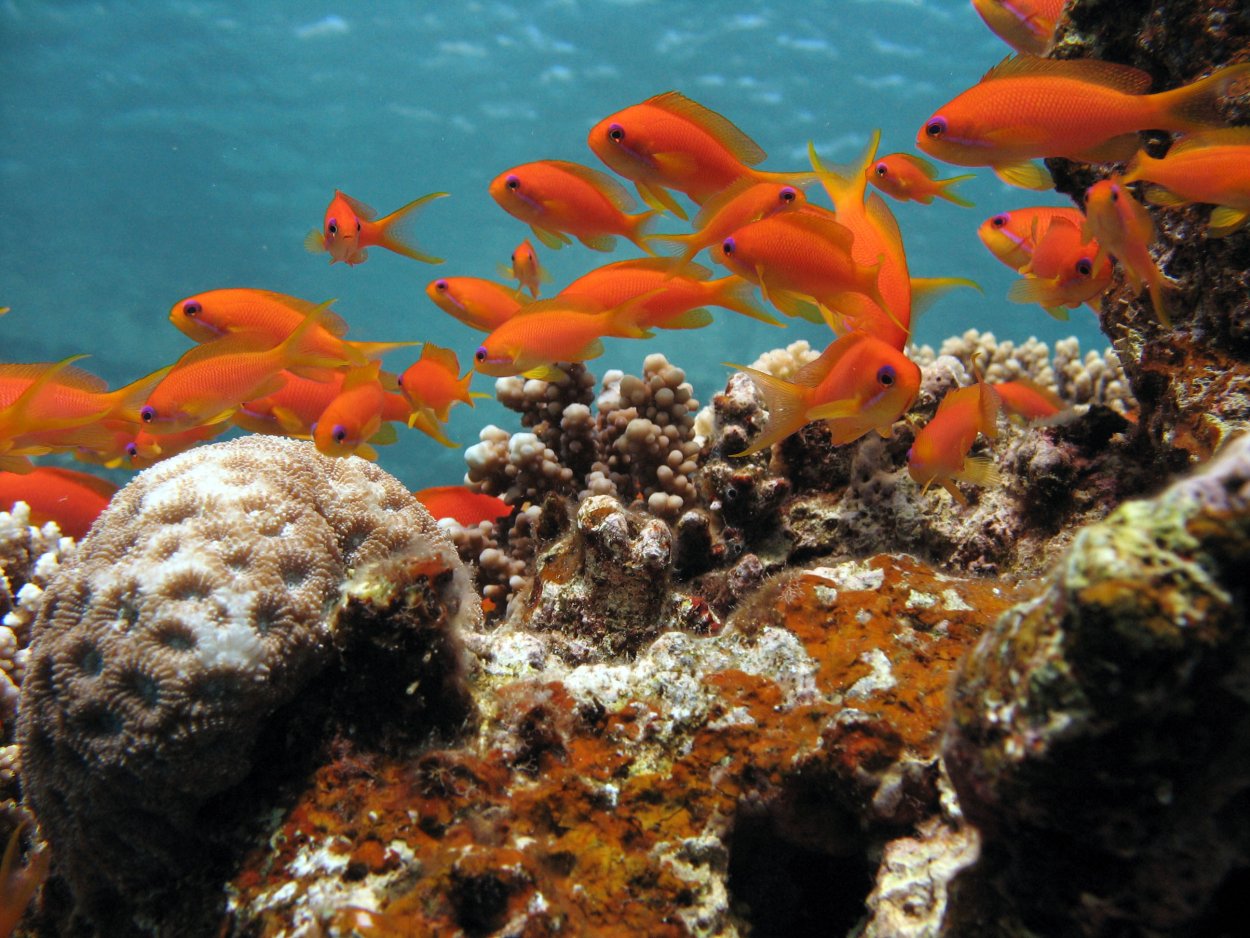 Водная среда жизни