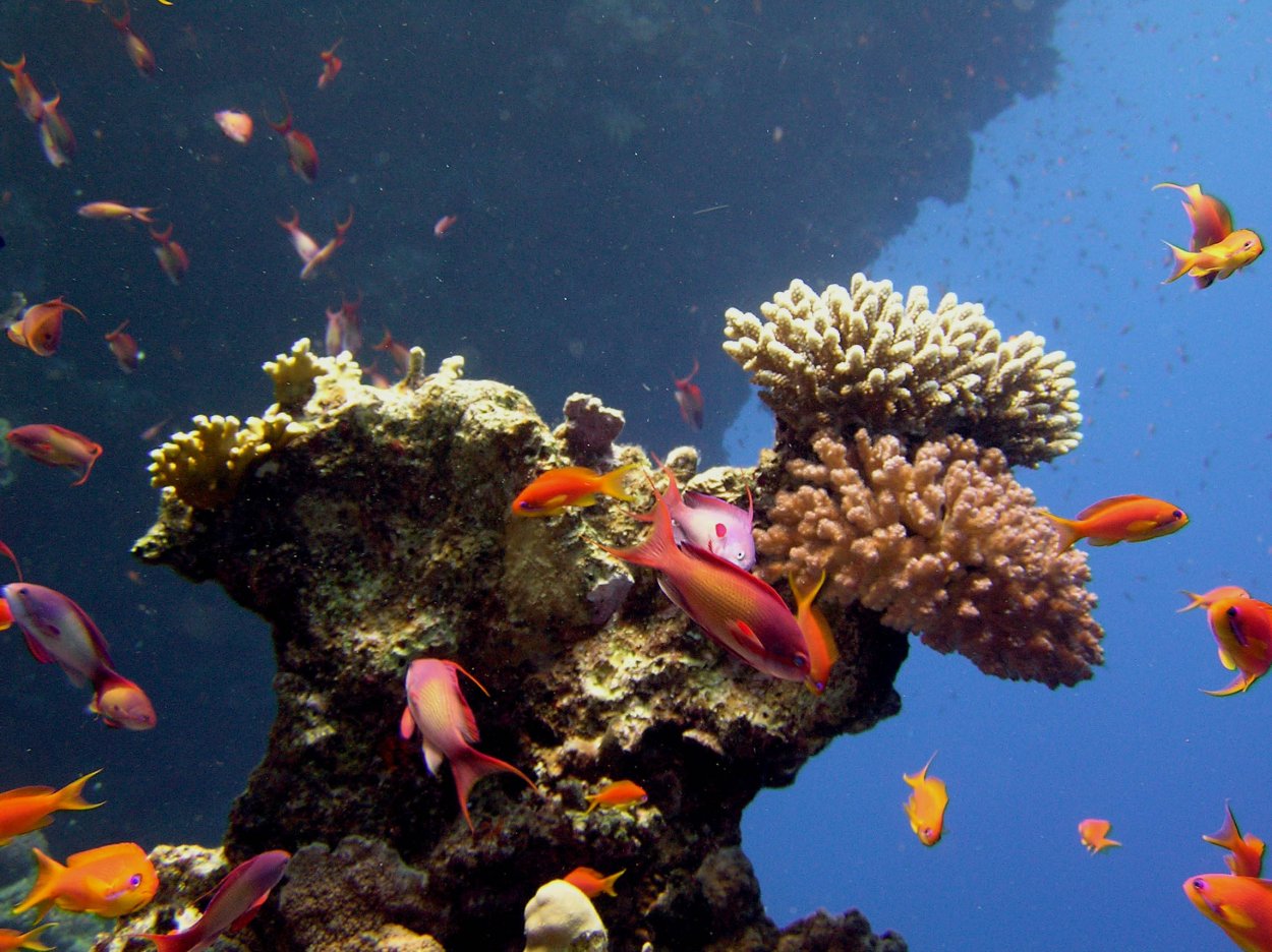 Водная среда жизни