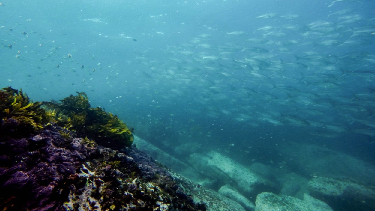 Дно океана фото