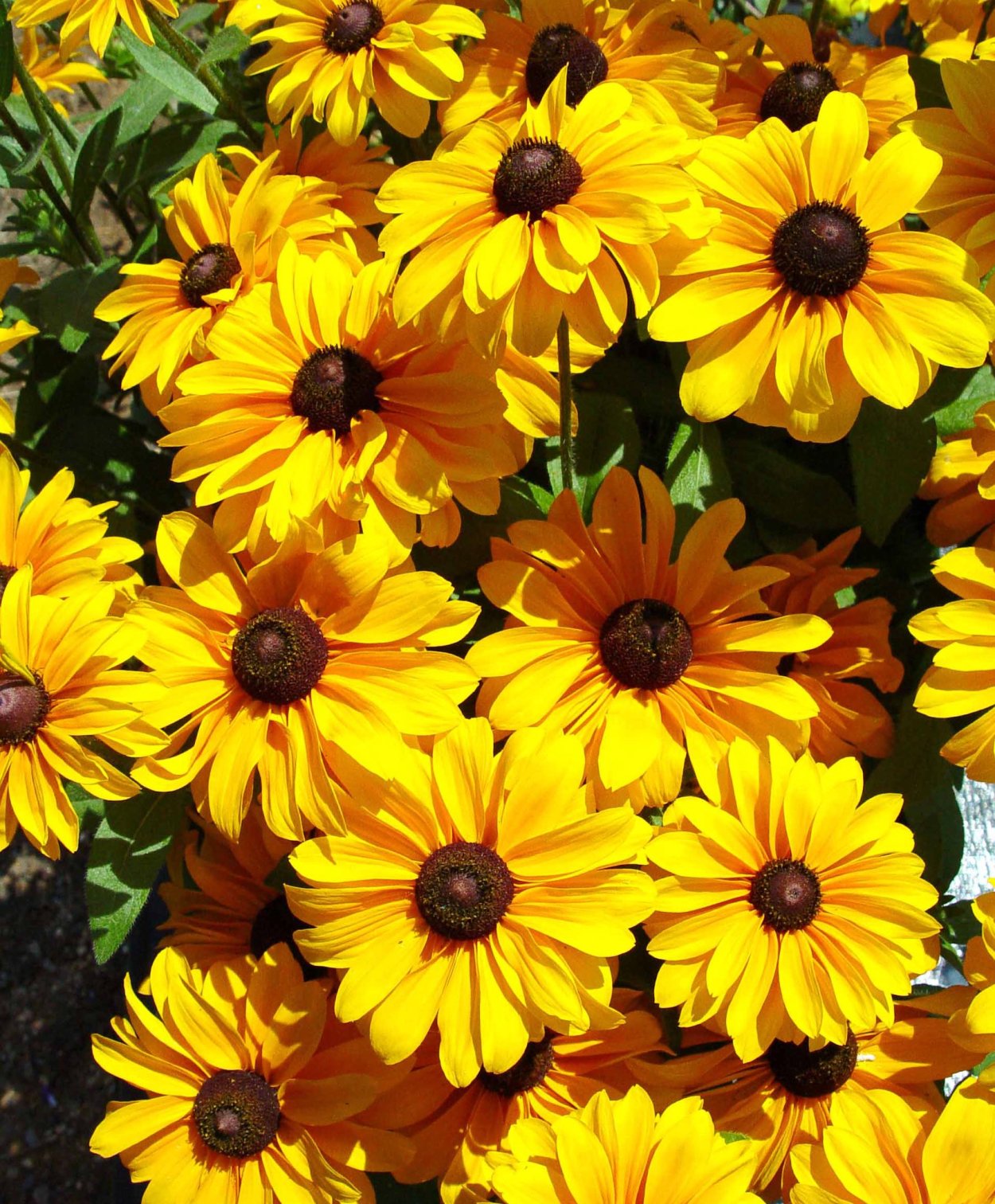 Энотера ламаркиана