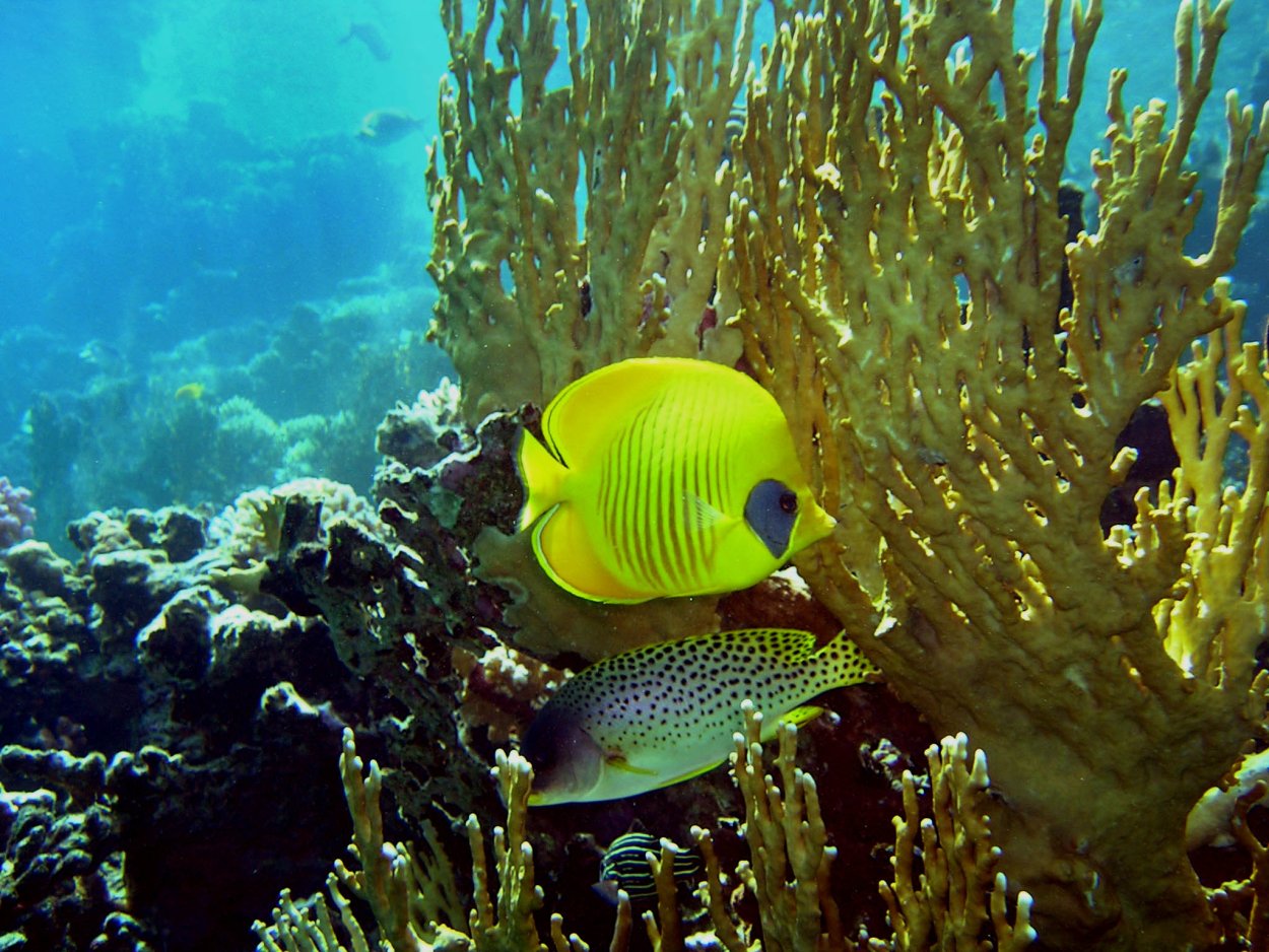 Водная среда жизни