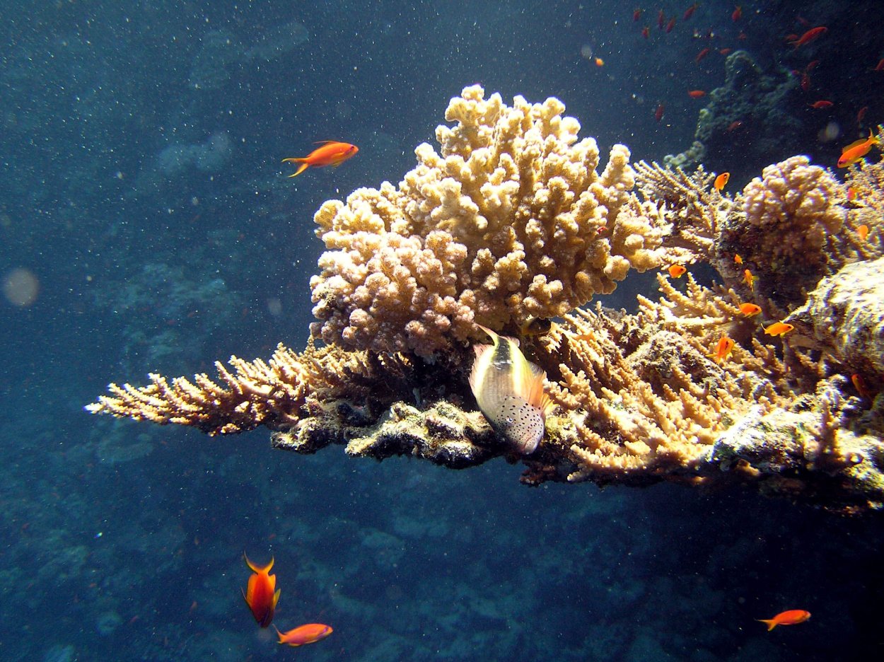 Водная средатобитания